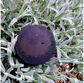 Soap - SECRETS D'ALOYSE - Hair