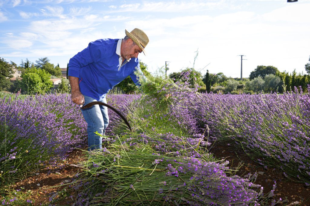 mas sophia cosmetiques bio lavande